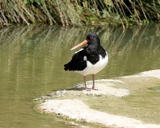 oystercatcher
